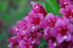 Der Garten der Gezubbel-Heimat: Weigelienbl�te