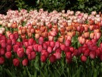 Fr�hling auf dem Keukenhof: � by I.K.
